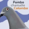 Um Pombo Chamado Colombo