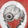 Vénus Anatómica